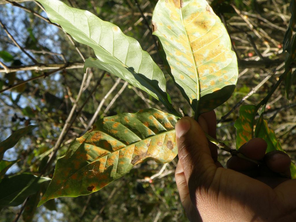 After the Harvest The Fight Against Hunger in the Coffeelands Leaf