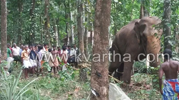 News, Kerala, Death, Elephant attack, Hospital, Police,Fire force, Elephant attack in Melukave,one died