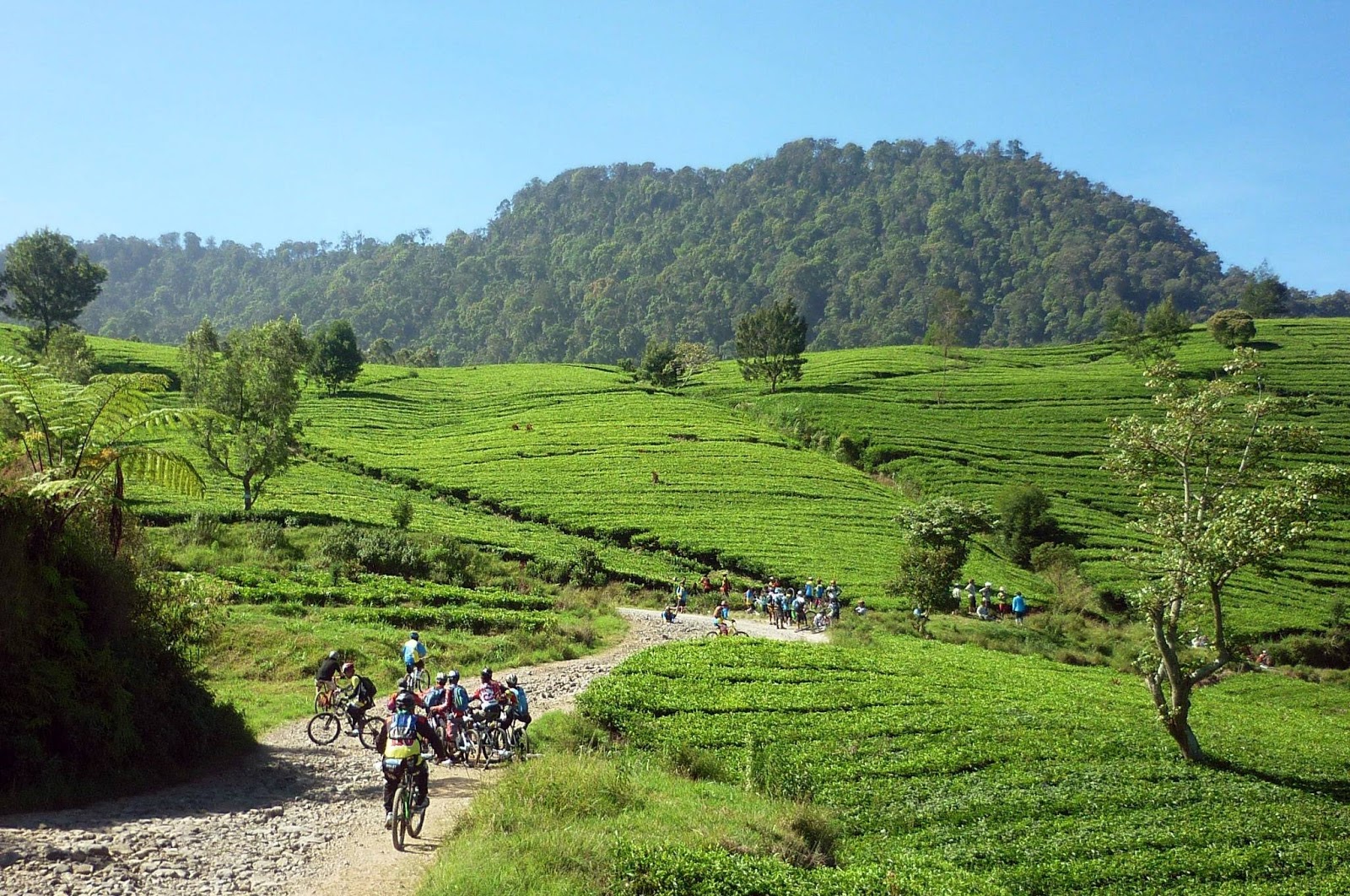 провинция западная ява. сикунир, индонезия. горный курорт бандунг. геде пангранго. остров ява индонезия фото.