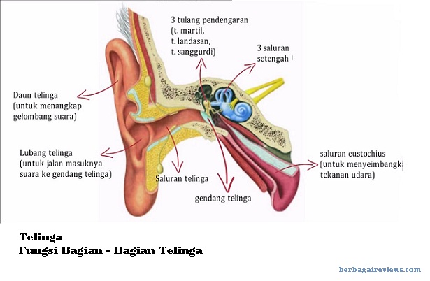 Telinga bagian tengah yang berfungsi untuk menerima gelombang bunyi setelah ditangkap daun telinga adalah