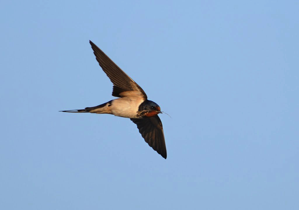 Sam And Lisa's Wildlife Photos Swallow, Sand martin, House Martin And Swift