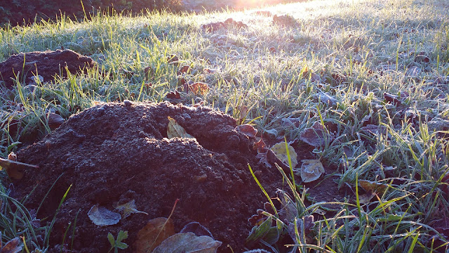 Frosty autumn morning in Norfolk countryside