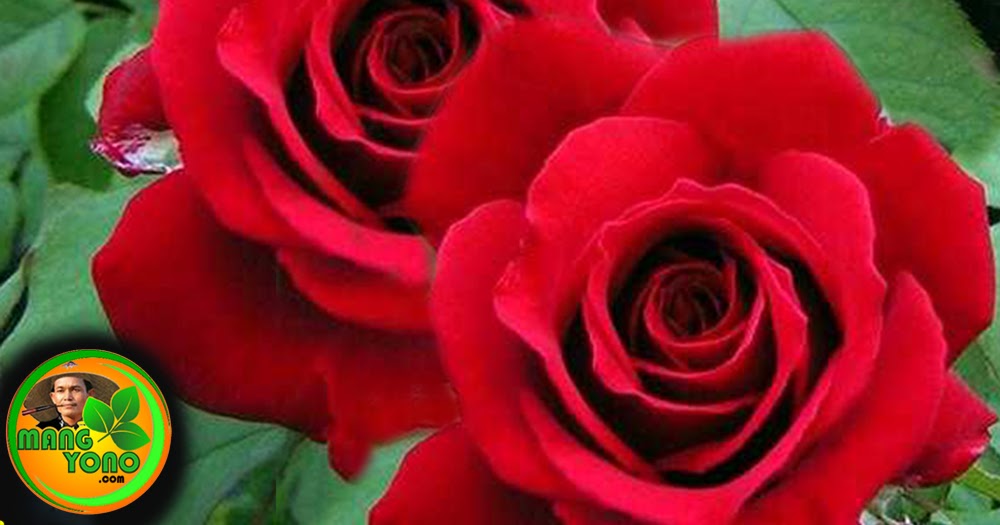 Cara Menanam Dan Merawat Tanaman Hias Bunga Mawar Agar Rajin Berbunga