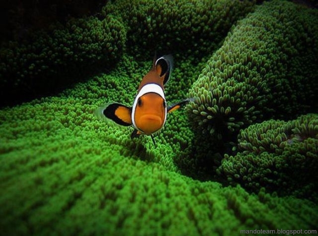 Resifin büyüleyici güzelliği