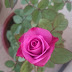Hoa hồng tezza
