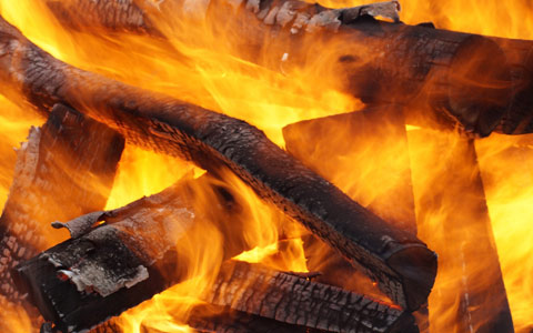 Oak tree seasoned firewood does not spread Bretziella fagacearum