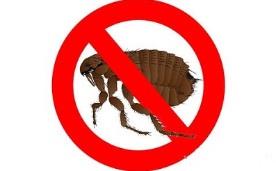 Natural home remedy for fleas Natural home remedy for fleas