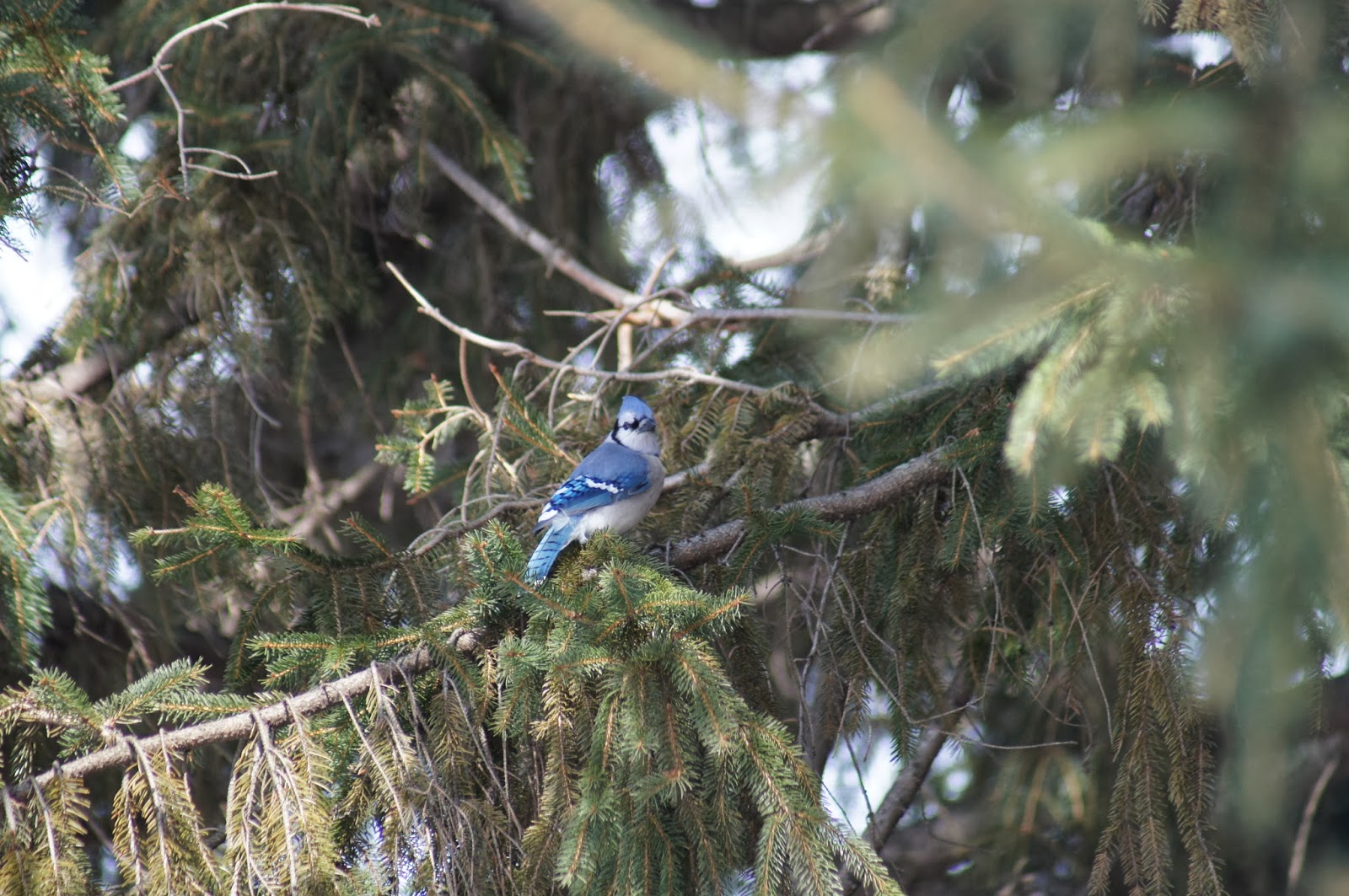 Things with Wings Winter Birding at Mt. Auburn Cemetery