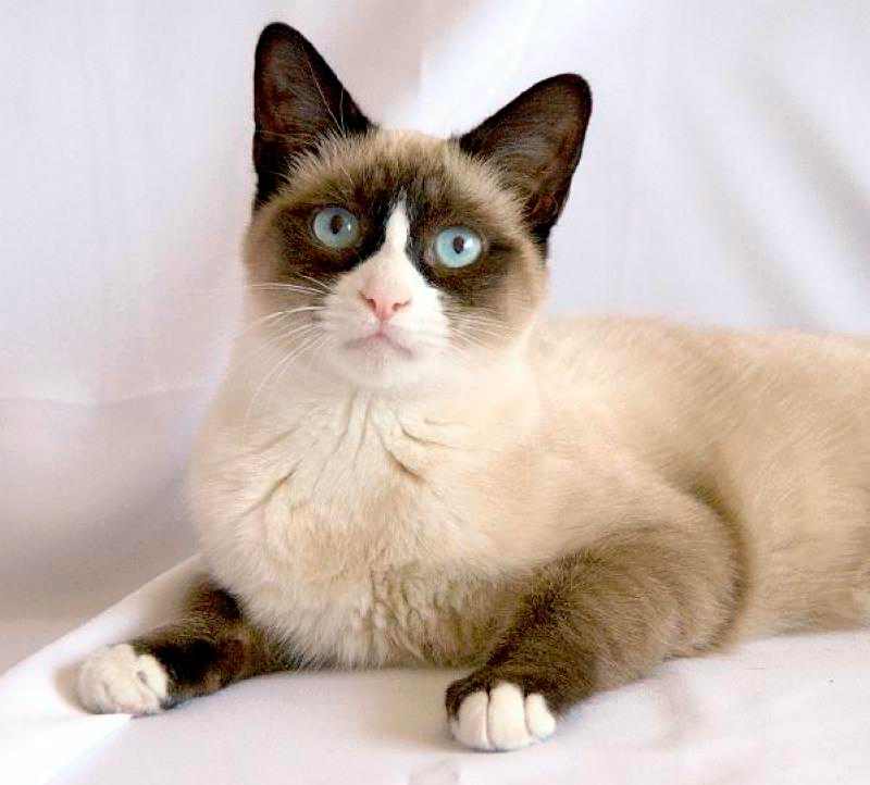 Siete vidas tiene un gato Gato Snowshoe