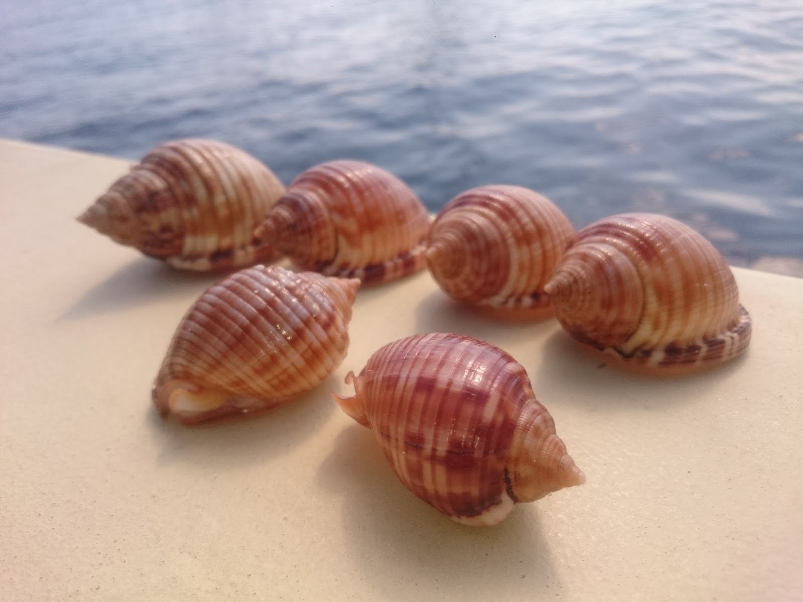 Astuce comment rendre vos coquillages flambants neufs