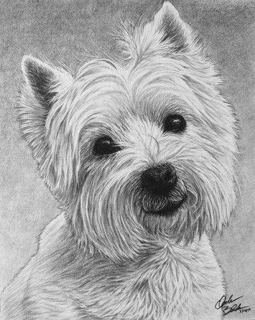 03-Charles-Black-Hyper-Realistic-Pencil-Drawings-of-Dogs-www-designstack-co