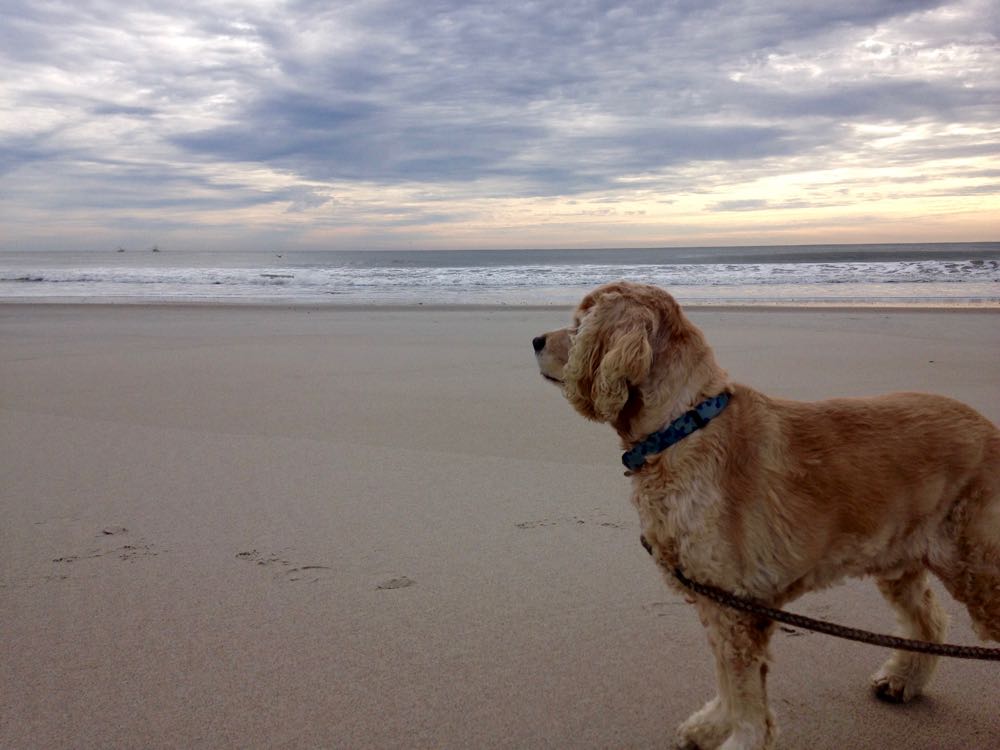 Ocracoke to Carolina Beach, North Carolina Boat Life Larks SV Dulcinea