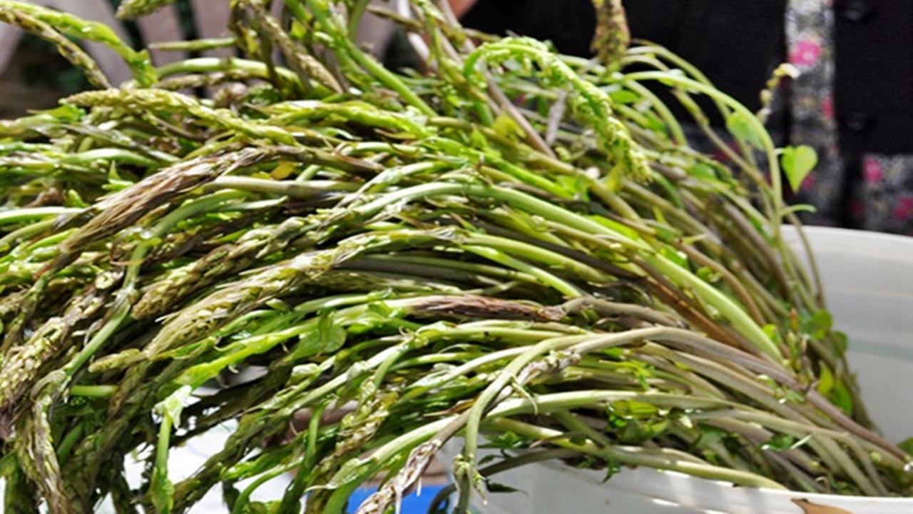 Sarmaşık Otu Kavurma Sarmaşık Otu Nedir? Sarmaşık Otu Faydaları