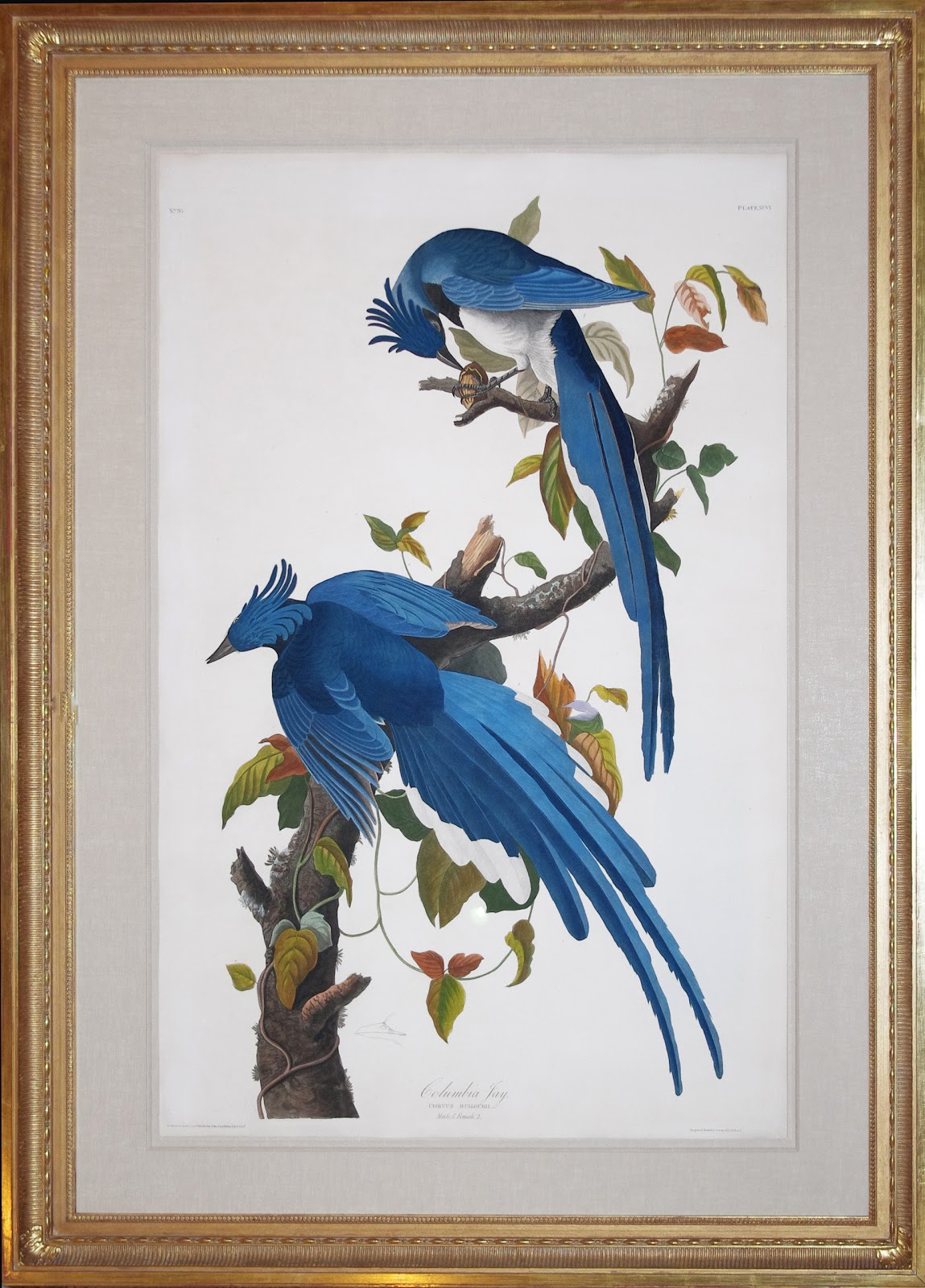 Audubon Offering Of The Day Columbia Jay John James Audubon 1785 1851