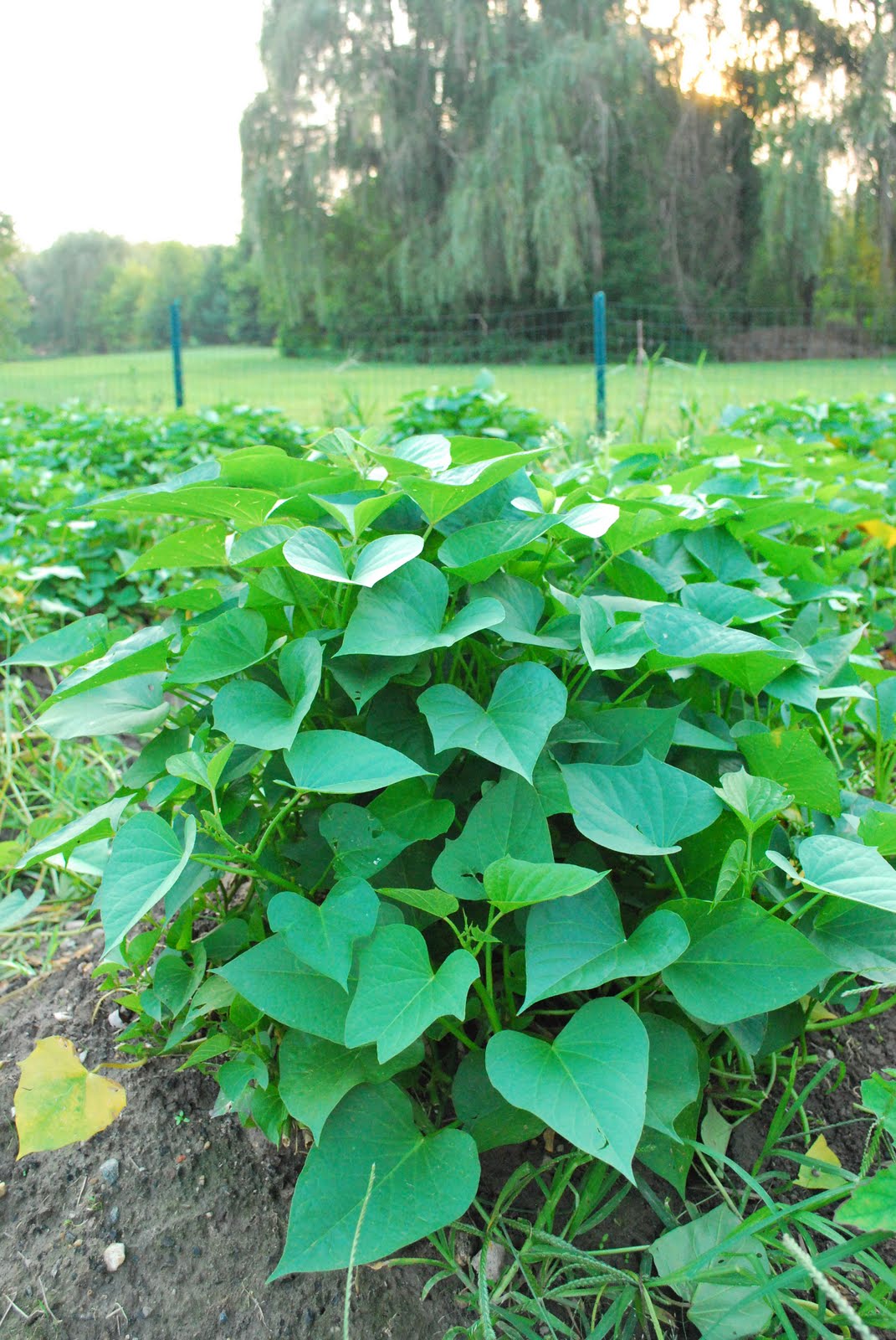 Are All Sweet Potato Leaves Edible Hallerenee