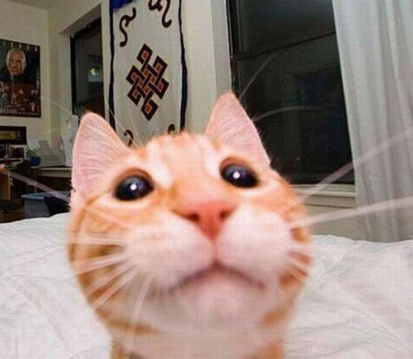 Tuyển tập ảnh selfie sành điệu của lũ mèo điệu chảy nước