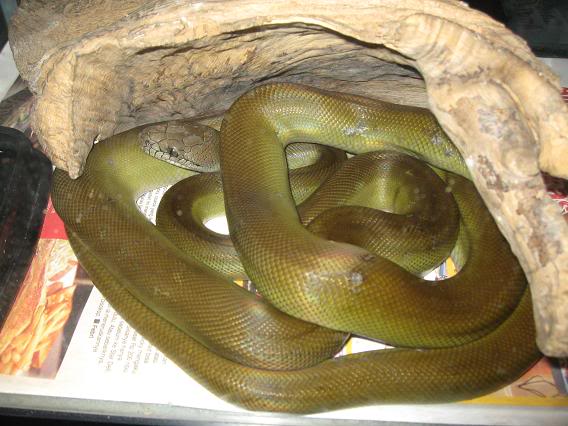 Papuan Python - Reptiles World