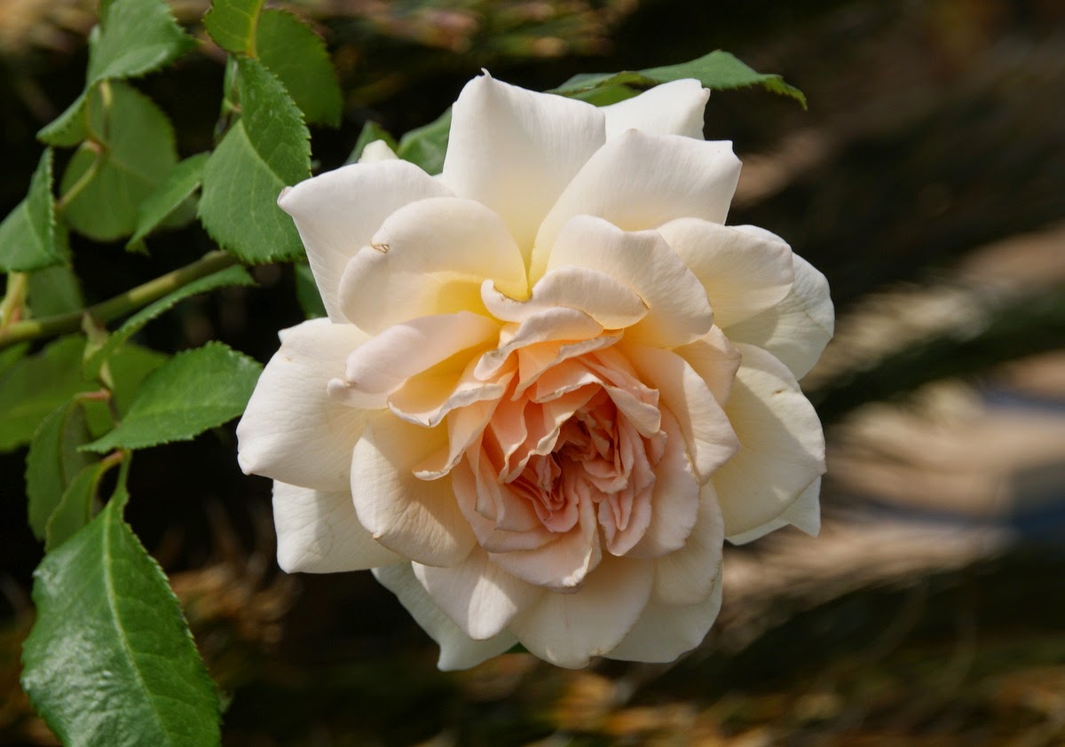 Organic Garden Dreams: July Roses