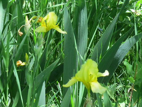 yellow iris