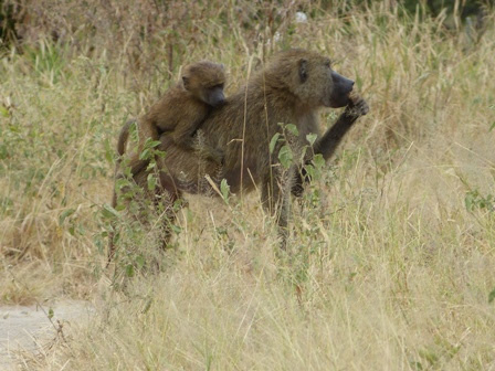 Martin and Paul's East Africa Bike Blog: Heart of Africa