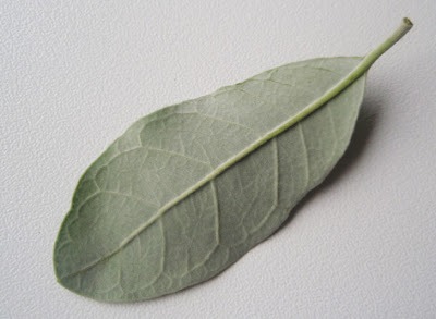 hoja de la feijoa por el envés