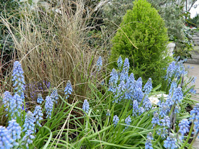 Light blue muscari and brown sedge combination at the Toronto Allan Gardens Conservatory Spring Flower Show 2013 by garden muses: a Toronto gardening blog
