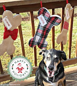 senior mixed breed dog yawning christmas stocking