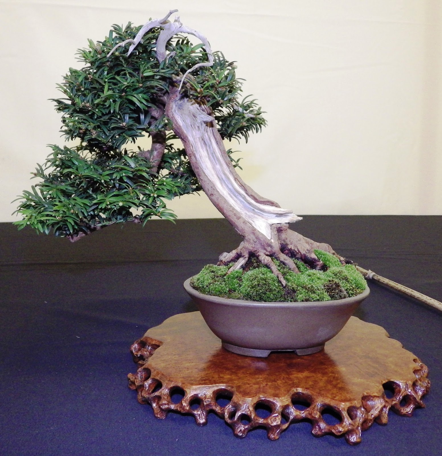 Bespoke Bonsai Stands The Spirit of Shohin Event