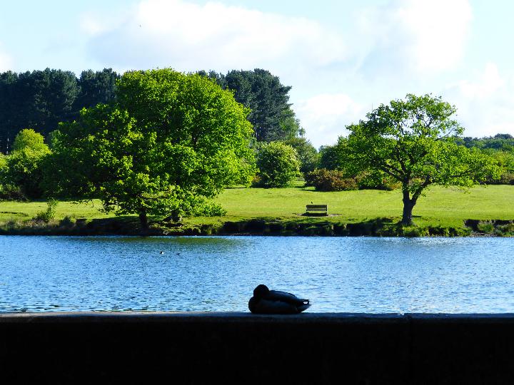 Vinnyman's Birding and Nature Blog.: Sutton Park.