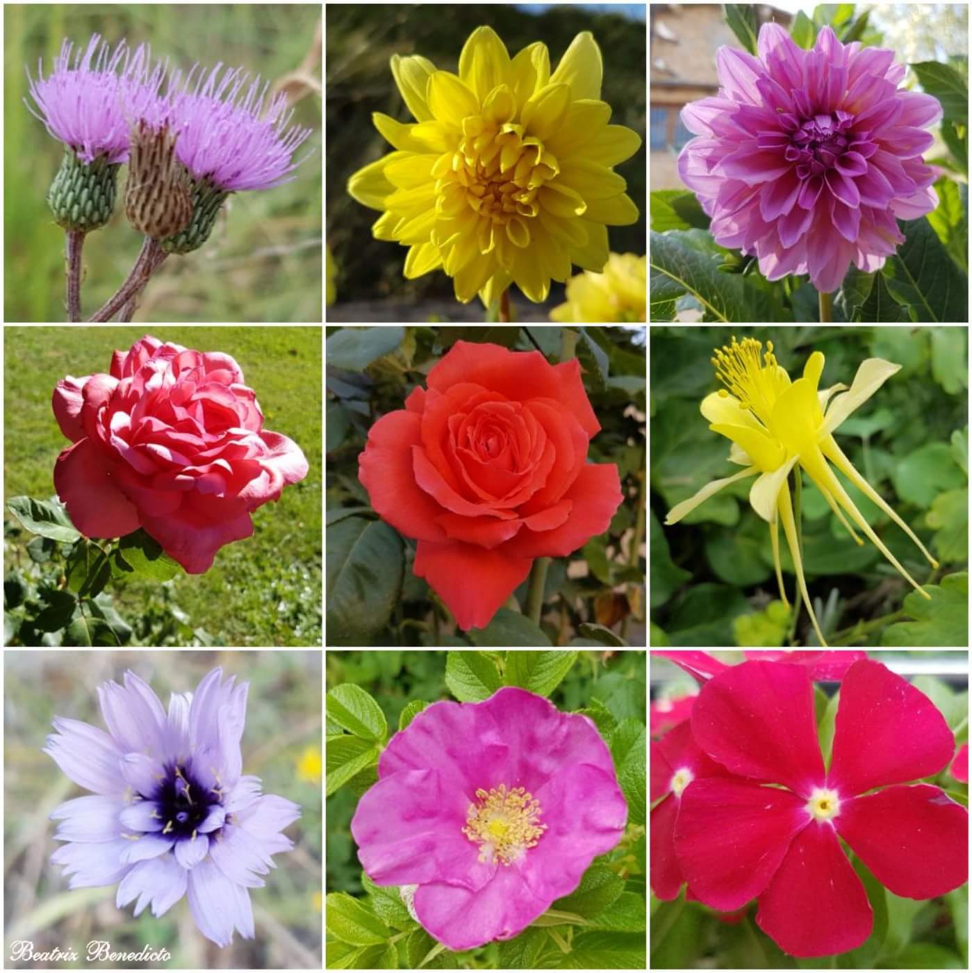 El álbum de fotos de Beatriz : Flores, muchas flores. Fb hasta 28 feb