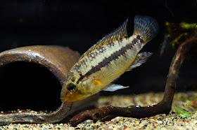 Apistogramma eleutheria