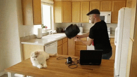 catzooka.gif