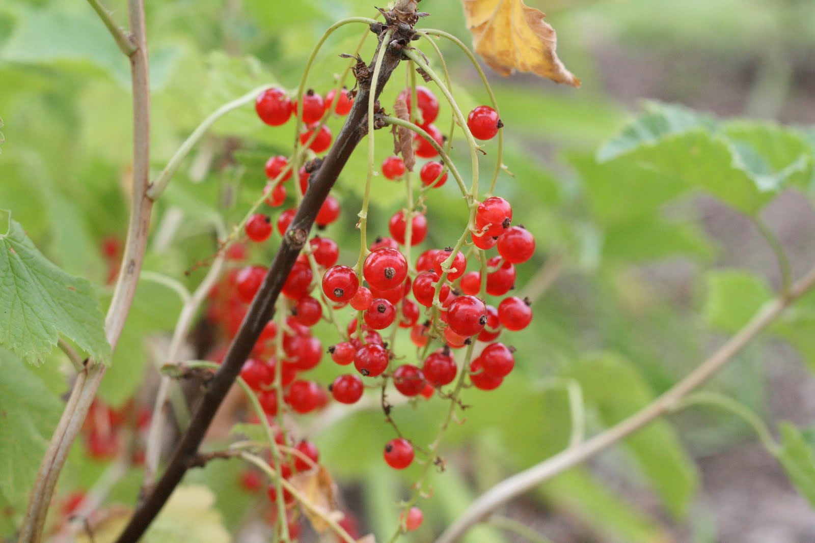 Blackberry Rambles The Currant Bush