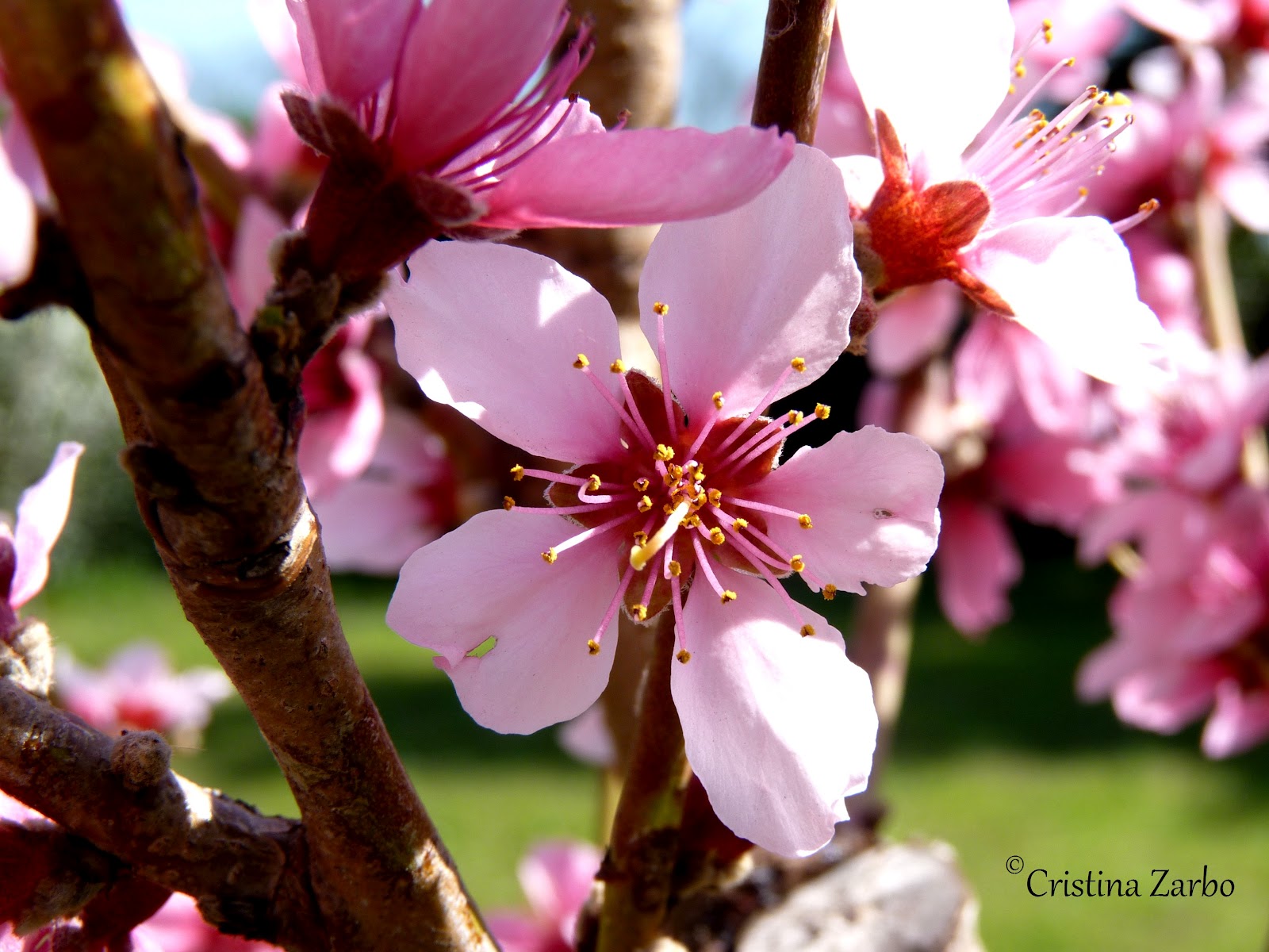 Tre, due, uno... CLICK! Fiori rosa, fiori di pesco