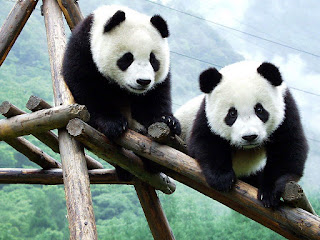صور باندا – الدب  Panda 989236