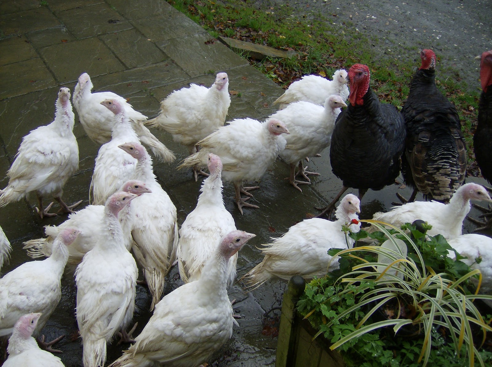Life on a Welsh Farm Christmas Turkeys