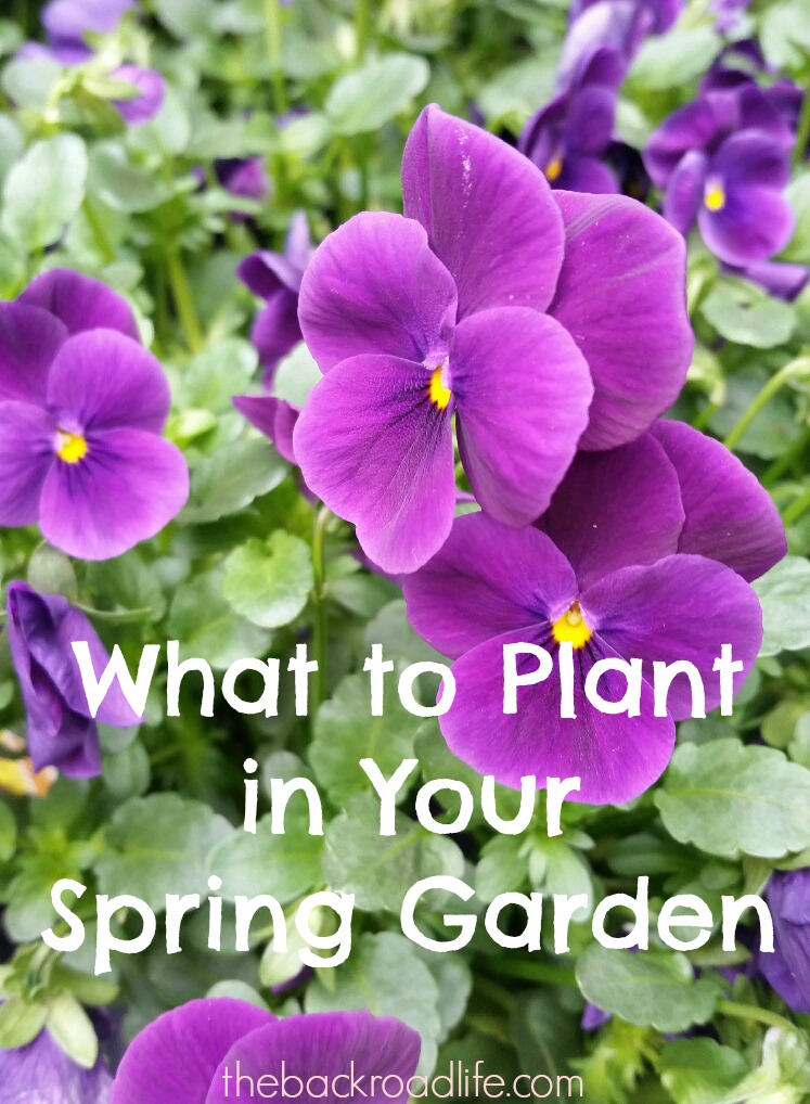 The Backroad Life What to Plant In Your Spring Garden