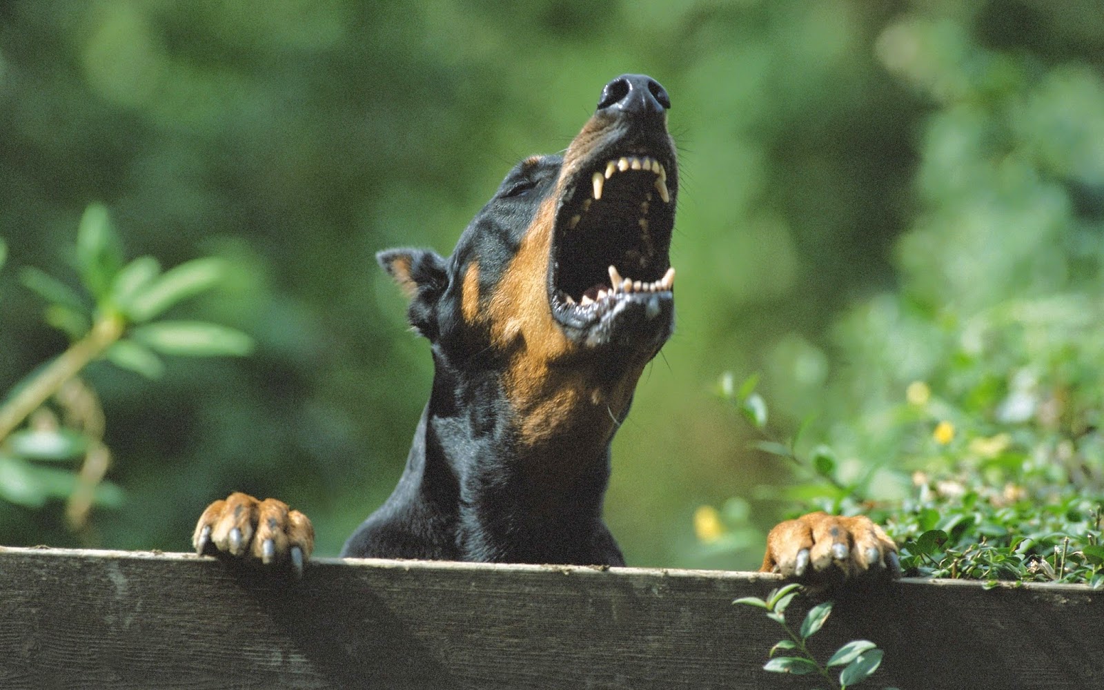 Doberman HD Wallpapers - HD Wallpapers