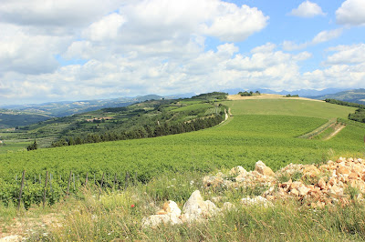 Monte Vegro vineyards of Pasqua winery