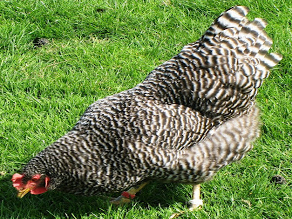 Plymouth Rock american poultry breeds, plymouth rock, plymouth rock chicken, plymouth rock chicken photo, plymouth rock picture