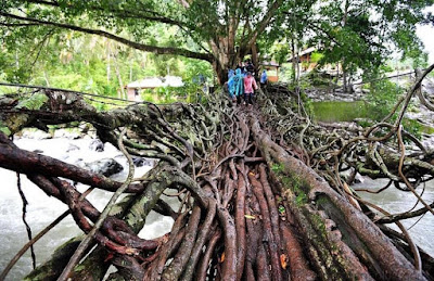 جسر من جذور الأشجار، أندونيسيا
