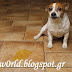 DogTips | Ο ενήλικος σκύλος μου λερώνει ξαφνικά μέσα στο σπίτι - Τι να κάνω;