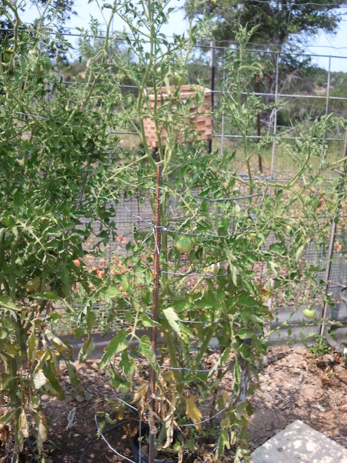 Garden of Blessings Lesson Learned Tomato Cages!