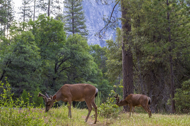 Yosemite National Park