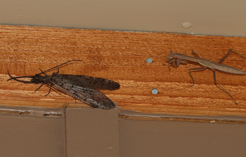 Ohio Birds and Biodiversity: Dobsonfly: Bit of a horrorshow, this one