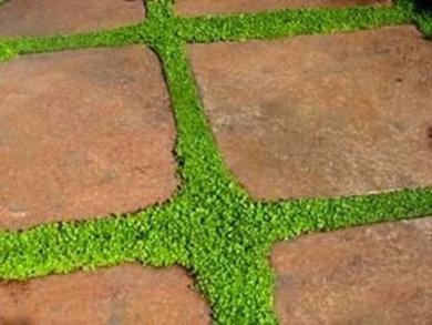 Lối đi lát đá chừa khe trồng cỏ loi di lat da chua khe trong co