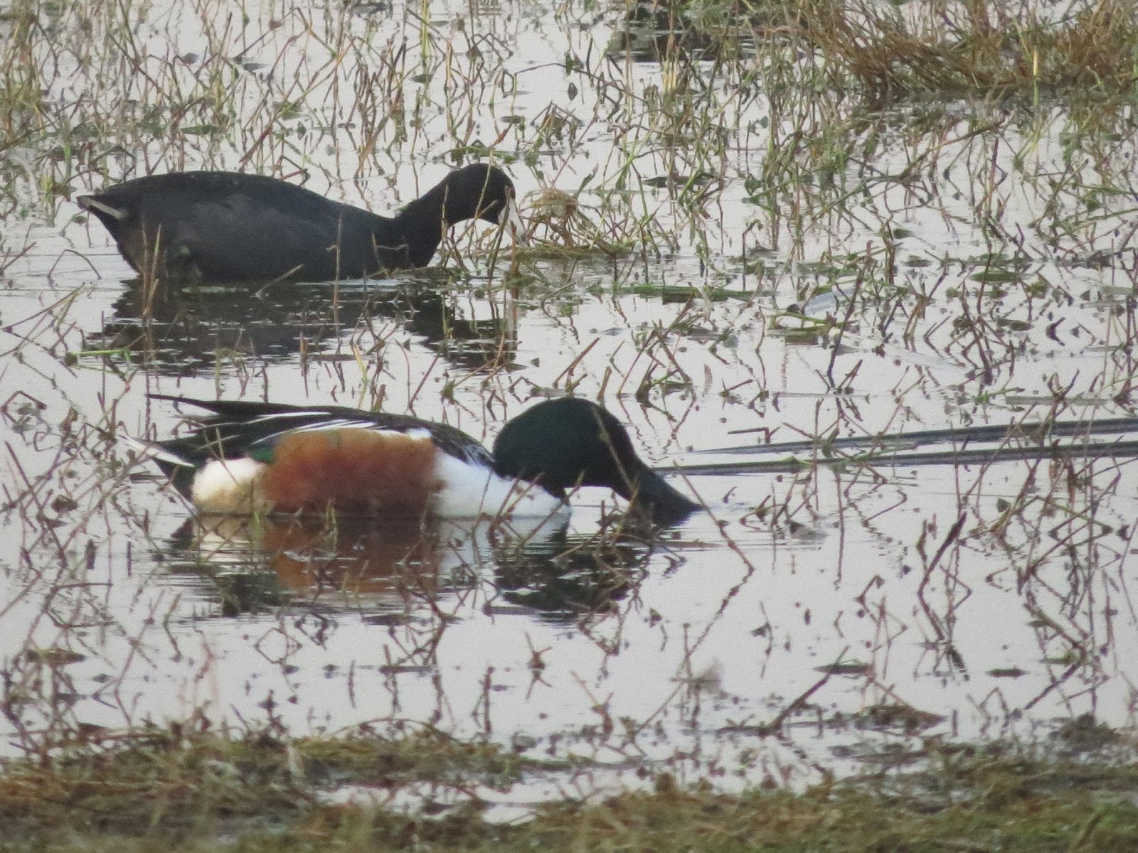 Adventures of a Vagabond Volunteer On the Hunt for Choke Canyon State