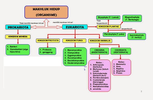 Klasifikasi Mahluk Hidup Klasifikasi Tanaman Klasifikasi Mahluk Hidup Klasifikasi Tanaman