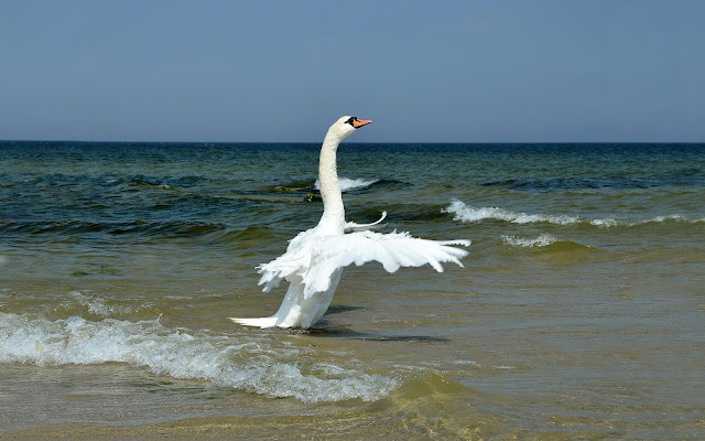 White swan flapping his wings