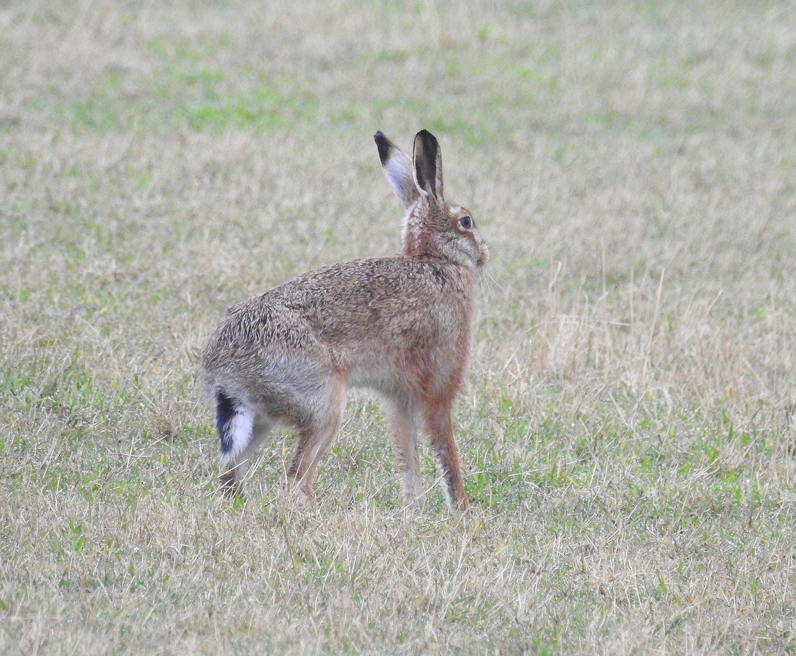 About a Brook "What's that Skinny Rabbit with Black Ears?"